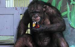 Иллюстрация к цитате. Шимпанзе, собирающая кубик Рубика.